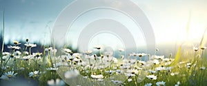 Field of daisies at sunset. Beautiful summer landscape with flowers.