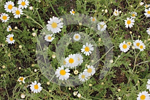 Field of daisies. Top view of little chamomile flowers. Natural floral background.