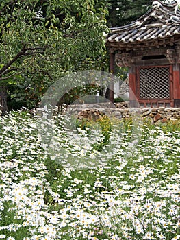 Field of Daisies with Traditional Korean Building in Seoul