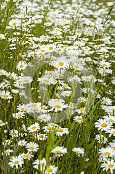 Field of daisies. White daisy flowers in green grass, natural background