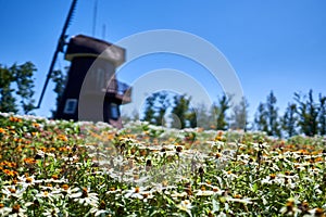 Field of daisies and a windmill in the background