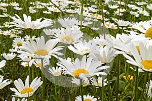 Field daisy close up