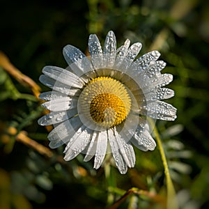 Field daisy in the early morning on a meadow in dew drops