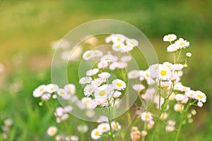 Field daisy flowers