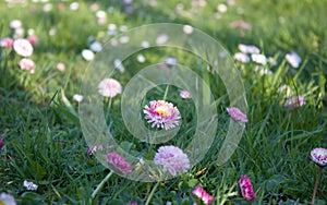 Field daisy flowers