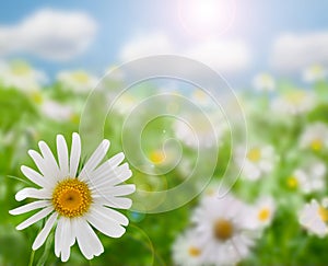 Field of daisy flowers