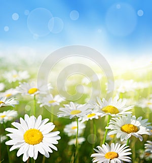 Field of daisy flowers