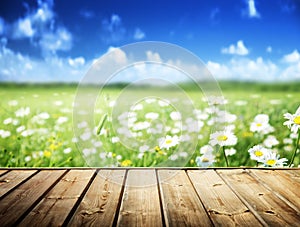 Field of daisy flowers