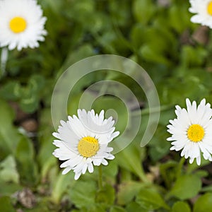 Field daisy flowers