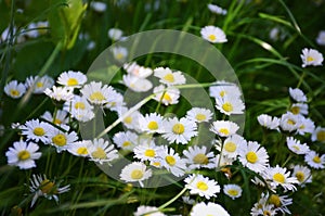 Field daisy flowers