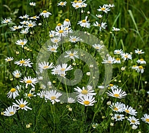 Field daisy flowers