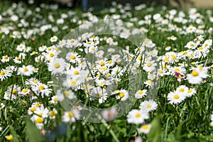 Field of daisy flowers Bellis perennis