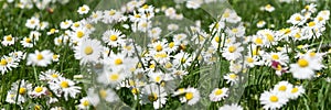 Field of daisy flowers Bellis perennis