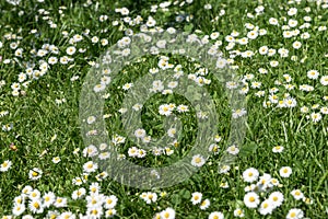 Field of daisy flowers Bellis perennis