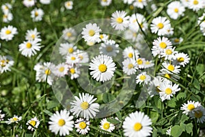 Field of daisy flowers Bellis perennis