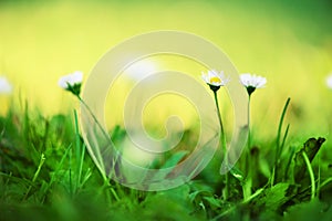 Field of daisy flowers. Fresh green spring grass with sun leaks effect, copy space. Soft Focus. Summer concept. Abstract