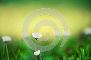 Field of daisy flowers. Fresh green spring grass with sun leaks effect, copy space. Soft Focus. Summer concept. Abstract