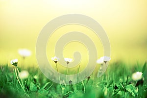 Field of daisy flowers. Fresh green spring grass with sun leaks effect, copy space. Soft Focus. Summer concept. Abstract