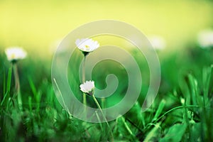 Field of daisy flowers. Fresh green spring grass with sun leaks effect, copy space. Soft Focus. Summer concept. Abstract