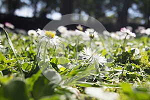 Field of daisy flowers, flowers, grass, filled up in the background
