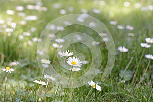 Field of daisy flowers in sunny day.