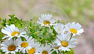 Field of daisy flowers in sunny day.