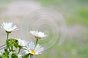 Field of daisy flowers in sunny day.