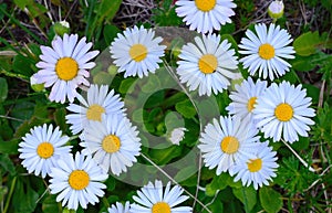 Field of daisy flowers in sunny day.