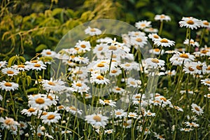 Field of daisy flowers in sunny day. Summer flower close up. Selective focus