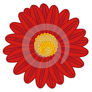 Field Daisy Red