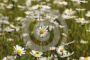 A field of Daisy`s