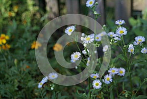 Field daisy summer flowers