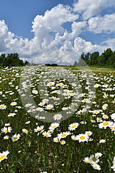 A field of daisy under a blue sky