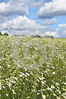 A field of daisy under a blue sky