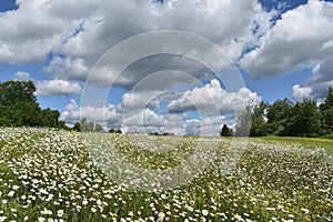 A field of daisy under a blue sky