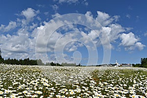 A field of daisy under a blue sky