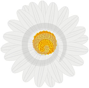 Field Daisy White