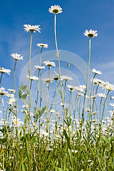 Field with daisywheel
