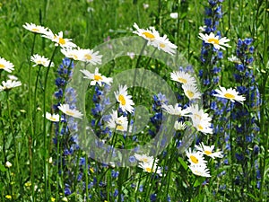 Field daisywheels