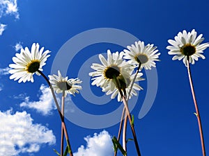 Field daisywheels