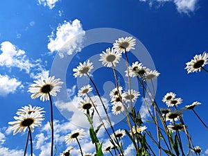 Field daisywheels