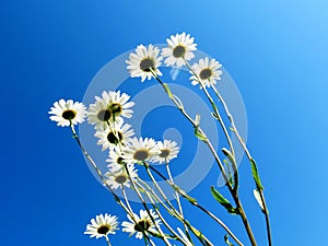 Field daisywheels