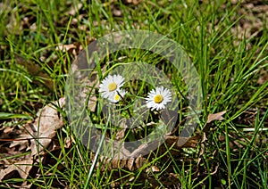 Field daisywheels