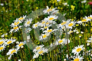 Field daisywheels