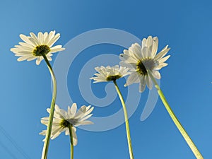 Field daisywheels