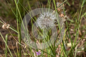 A field dandelion on a background of green grass on a sunny day.