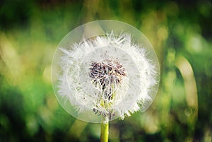 Field dandelion bloomed on the Meadow