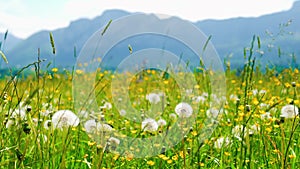 Field of dandelion flowers in the alpine mountains on a sunny day in summer