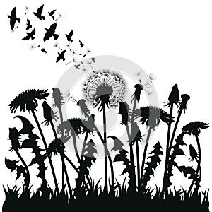 Field of dandelion flowers. Black silhouettes of summer plants on a white background. The outline of a glade with