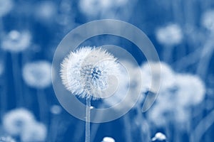 Field of dandelion seeds blowing. stems and white fluffy dandelions ready to blow